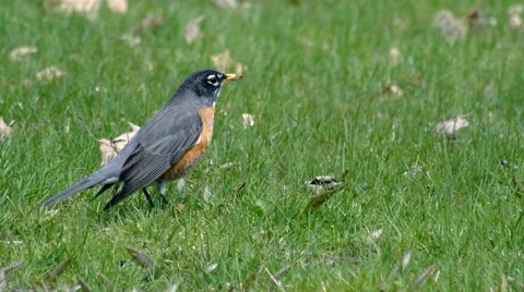 Robin in Grass 2 Stock Footage 4855916