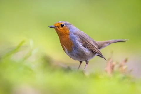 Robin in grass backyard Foto stock