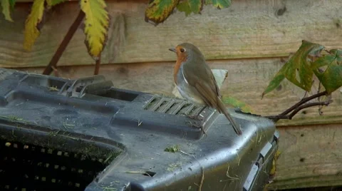 Robin on grass box 03 Video stock 44041564