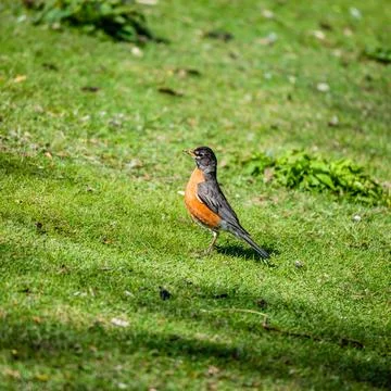 Robin on grass by the river  Stock Photos