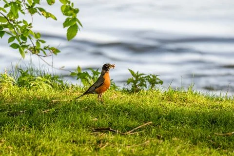 Robin on grass by the river  Stock Photos