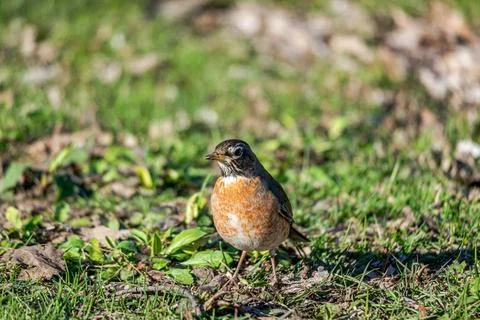 Robin on grass by the river  Stock Photos