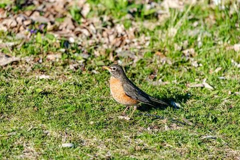 Robin on grass by the river  Stock Photos