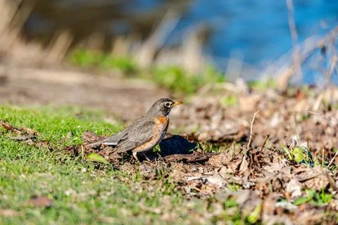 Robin on grass by the river  Stock Photos