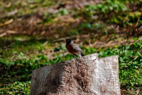 Robin on grass by the river  Stock Photos
