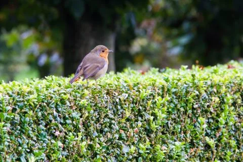 Robin on hedge Stock Photos