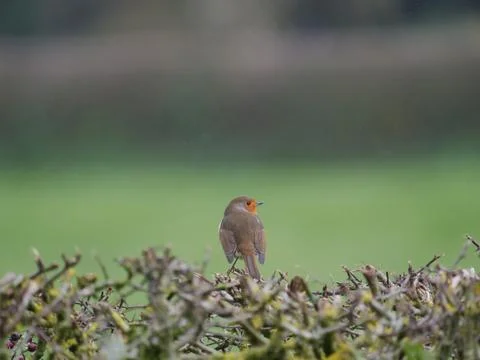 Robin on Hedge Stock Photos