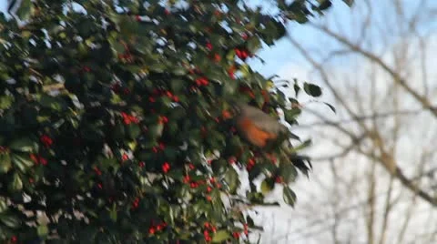 Robin in Holly Tree Eating Stock Footage 20605080