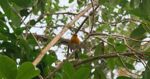 Robin Hopping Between Tree Branches Stock Footage 151822290