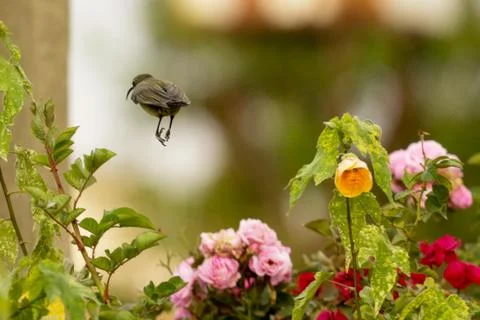 A Robin hopping in mid air Foto stock