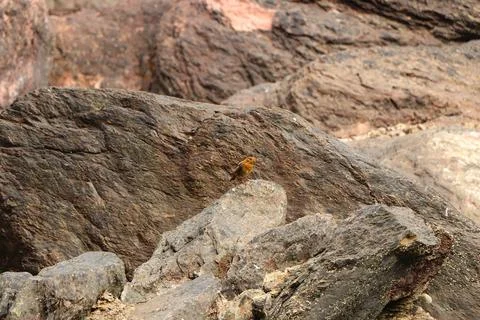 Robin hopping on the rocks by the sea Stock Photos