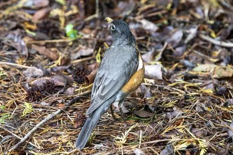 Robin on the Hunt Stock Photos