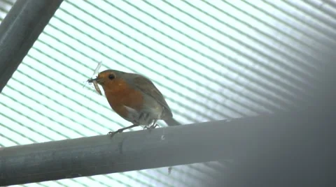 Robin with insect on rafters Stock Footage 49078501