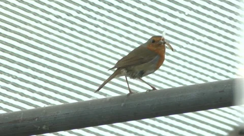 Robin with insect on rafters Stock Footage 49078542