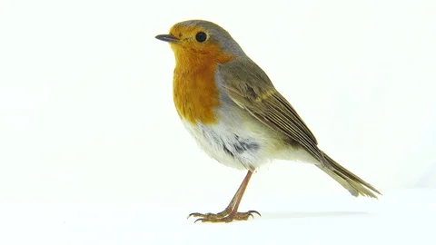 Robin isolated on a white background, studio shot Stock Footage 81442880
