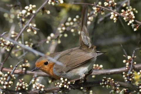 Robin with its tail up while perched Stock Photos