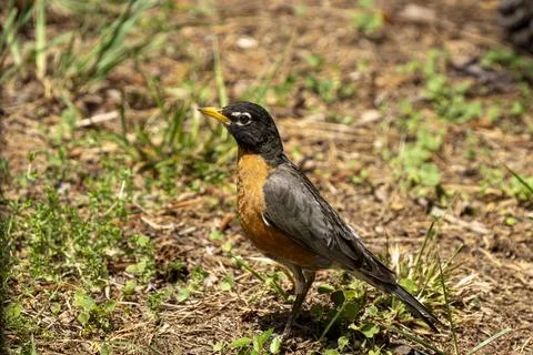 Robin on the Lawn Stock Photos