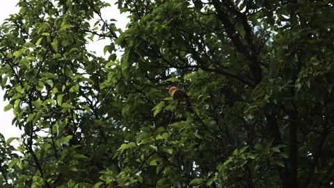 A Robin in a leafy tree takes off and flies away in slow motion. Stock Footage 249891840