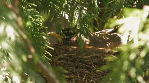 Robin lies in the nest Stock Footage 129388