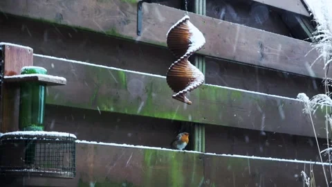 Robin looking for food in the winter Stock Footage 147643147