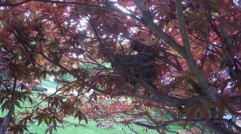 Robin looking into nest then sitting on next Stock Footage 50766684