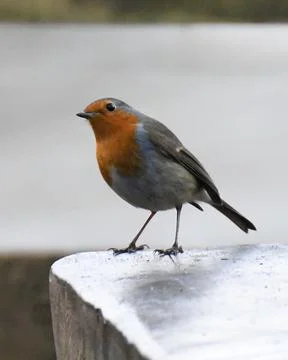 Robin Looking 写真素材