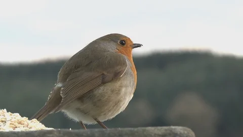 Robin - MCU - Looks and hops off - No Audio 動画素材 86115393