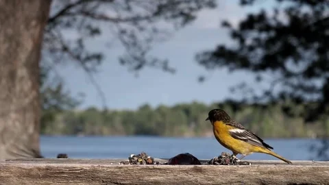 Robin with a missing leg chases away another bird from the feeder. Video stock 148675458