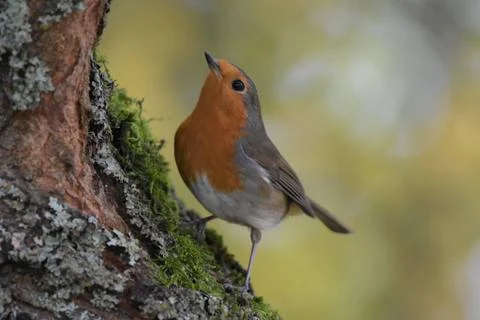 Robin on moss Stock Photos