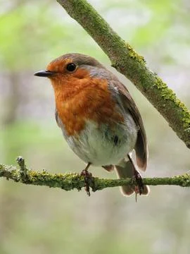 Robin on a Mossy Branch Stock Photos