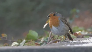 Robin - MS - On Wall - No Audio 動画素材 86114568