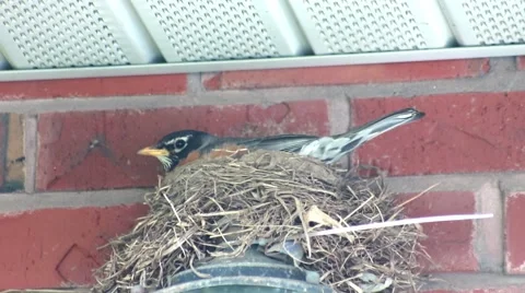 Robin in nest facing left Stock-Footage 63237011