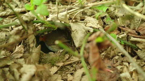 Robin in nest feeding chicks Stock Footage 75155907