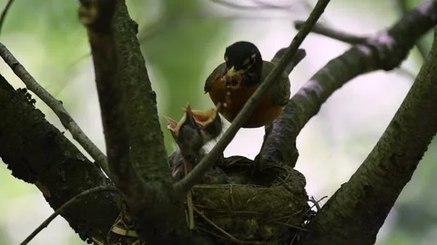 Robin Nest Feeding Stock Footage 168534281