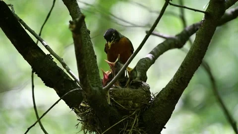 Robin Nest Feeding Stock Footage 168534289
