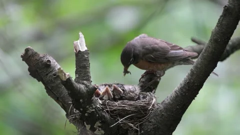 Robin Nest Hatchlings Feeding Stock Footage 168939309
