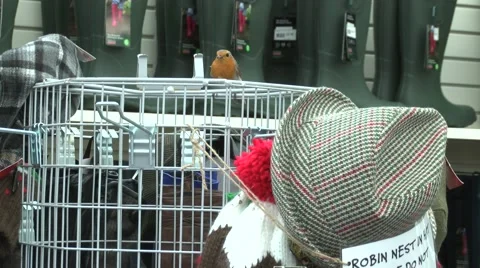 Robin nesting in a hat Stock Footage 49078547