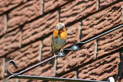 Robin with nesting material Stock Photos