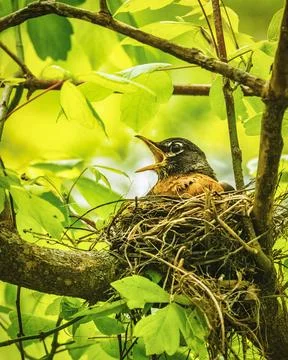 Robin Nestled in Tree Branch Stock Photos