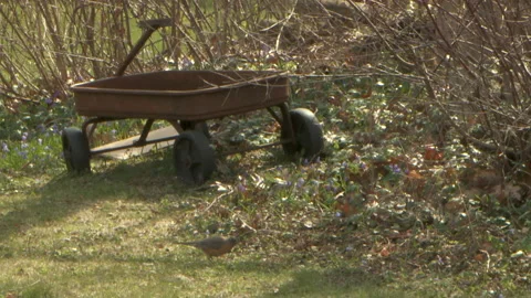 Robin by Old Rusty Wagon 1080P 23.98 WITH AUDIO Video stock 133452541