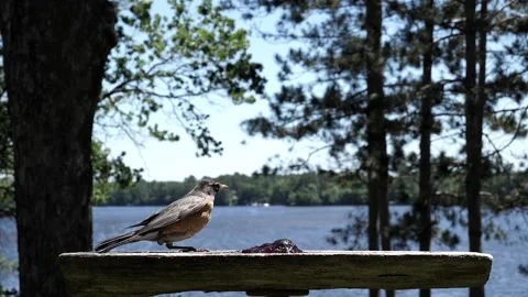 Robin with one leg takes off on a windy by a lake. Video stock 148675584