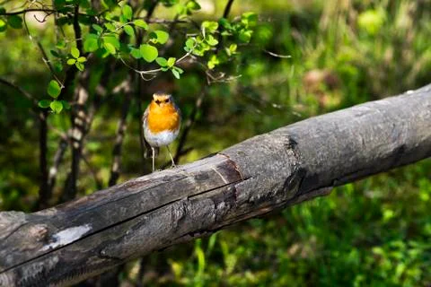 Robin or robin redbreast Stock Photos