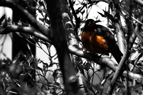 Robin Out The Window Stock Photos