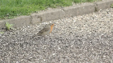 Robin pecking at seeds Stock Footage 38847971