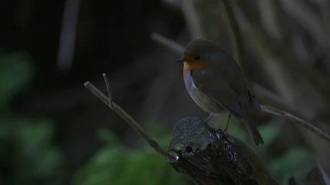 Robin on Perch Stock Footage 71768932