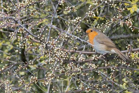 Robin perched among spring buds Foto stock