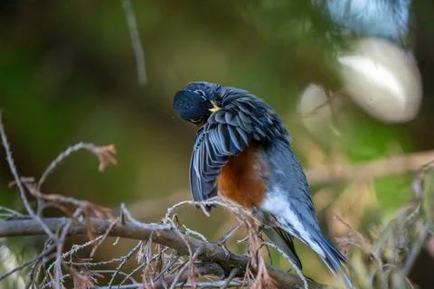 Robin Perched and Preening Photos