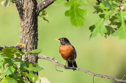 Robin Perched on a Branch Stock Photos