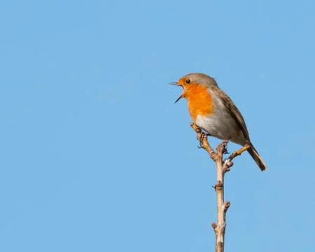 Robin perched on branch Stock Photos