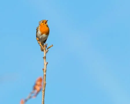 Robin perched on branch Stock Photos